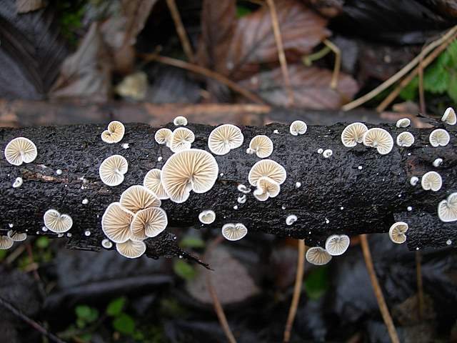 Le specie igrofile invernali